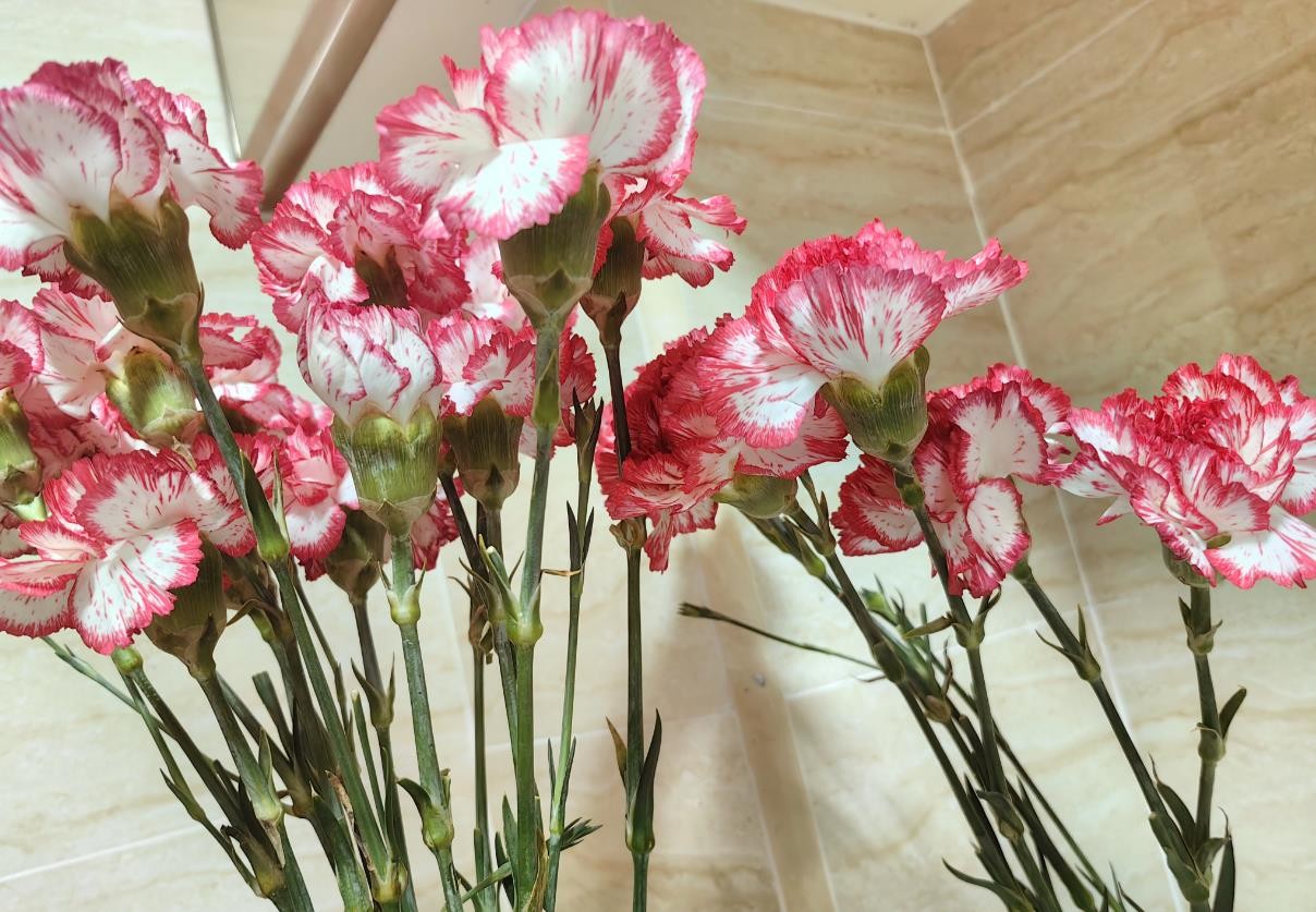 适合母亲节送的花——康乃馨